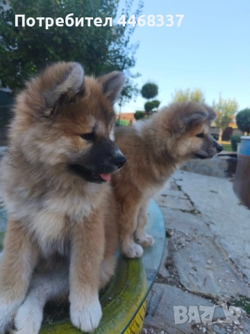 Бебета Акита Ину, снимка 8 - Акита ину - 51787723