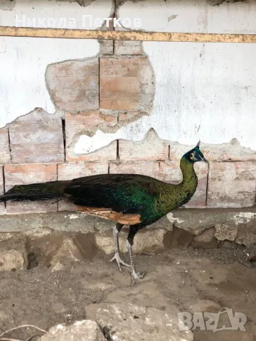 Зелен паун, снимка 1