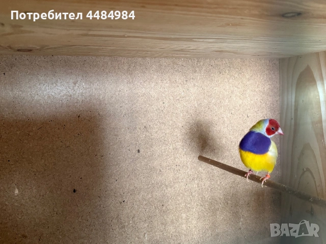 Продавам гулдови амадини , снимка 5 - Амадини - 53062839