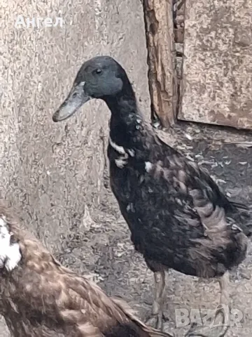 Мъжки индийски бегачи