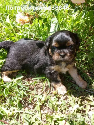 Пекинез, снимка 1