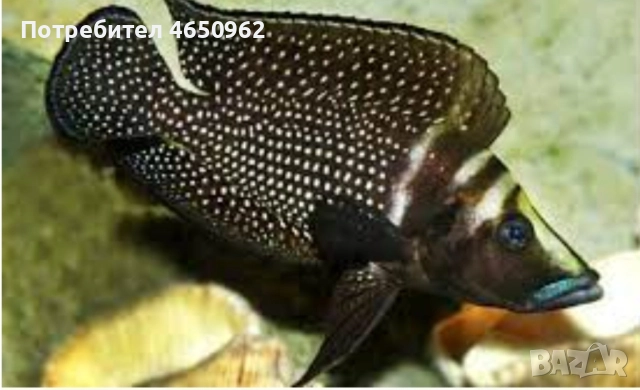 Аквариумни риби, африкански цихлиди от езерото Танганика, снимка 13 - Рибки - 52416463