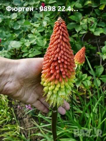 Книфофия - факелна лилия, снимка 5 - Разсади - 38086906