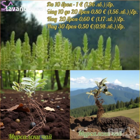 Разсад Лавандула Севтополис, Лавандин и Маслодайна Роза | Директно от производител, снимка 11 - Разсади - 30787134