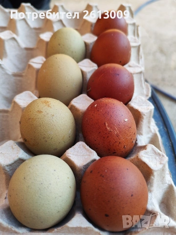 Разплодни яйца от черно меден Маран,Брама и Легбар Крем
