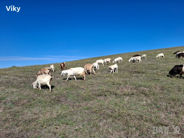 натурално козе мляко, снимка 14 - Кози - 54155661