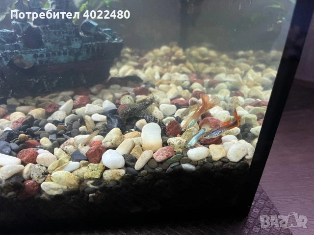 Гупи, снимка 4 - Рибки - 53903708