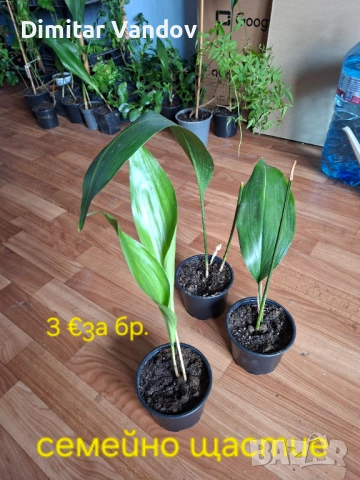 Различни видове цветя, снимка 4 - Стайни растения - 53278945