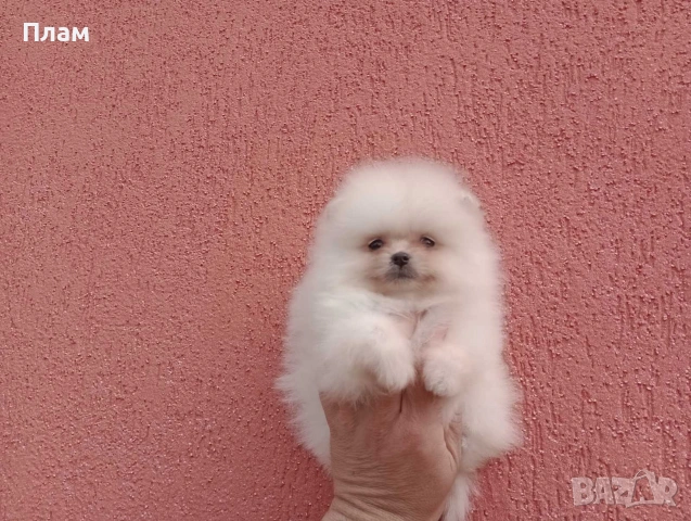 Померани.Реални снимки ! Различни възрасти!, снимка 13 - Померан - 54031937