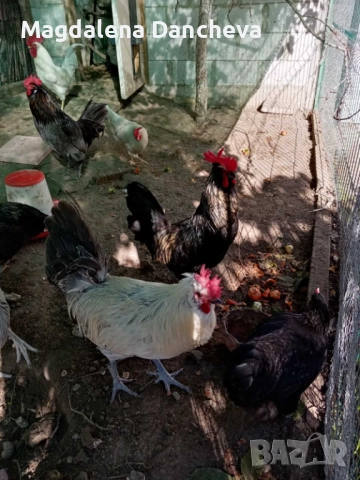 Продавам Петли Маран