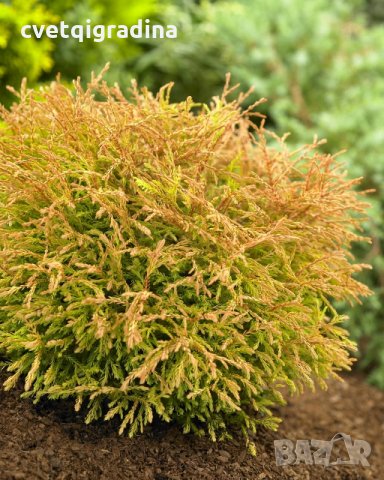 Thuja occ. 'Golden Tuffet' , снимка 4 - Градински цветя и растения - 29404291