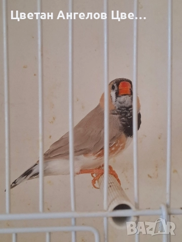 Продавам изложбени зеброви амадини , снимка 15 - Амадини - 46700240