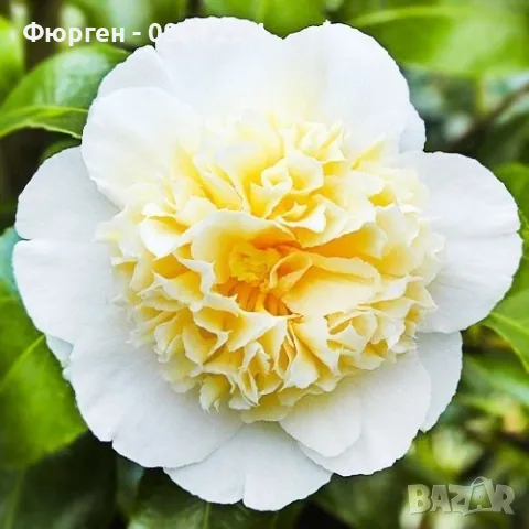 Камелия -Студоустойчива ,кичеста и вечнозелена Наличнични 2 цвята, снимка 3 - Разсади - 49499360