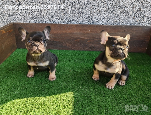Френски булдог , снимка 12 - Френски булдог - 52372599