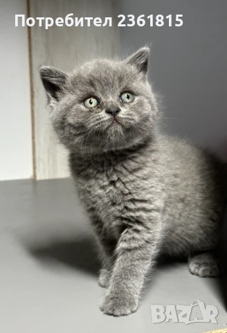 Чистокръвно мъжко синьо британче, снимка 5 - Британска късокосместа - 51088371