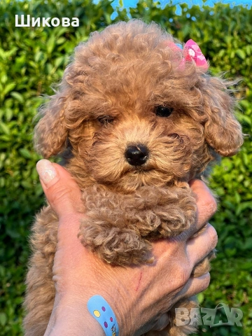 Той пудел , снимка 4 - Пудели - 54349382