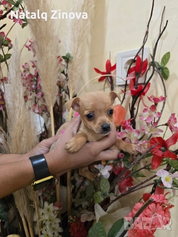мини чиху пинчери, снимка 2 - Пинчер - 52509287