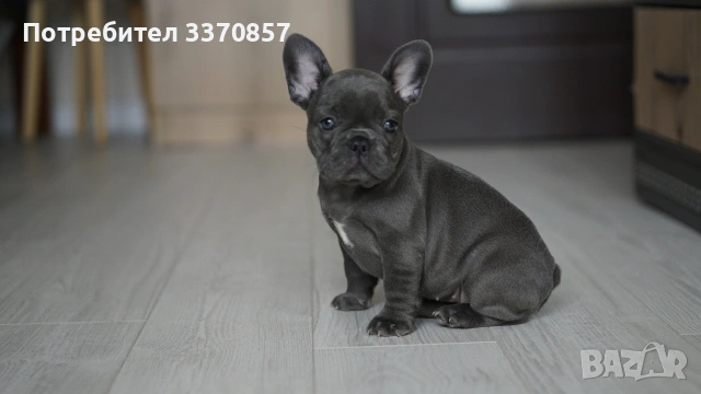 Френски булдог , снимка 2 - Френски булдог - 53956512