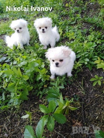 Бели мъжки пекинезчета на 75 дни , снимка 3 - Пекинез - 54176658