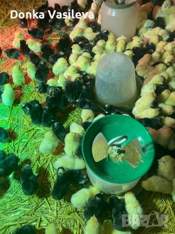 Легхорн и Супер харко пиленца , снимка 2 - Кокошки и пуйки - 53370799