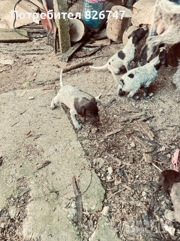 Продавам дратхари , снимка 4 - Дратхаар - 53908351