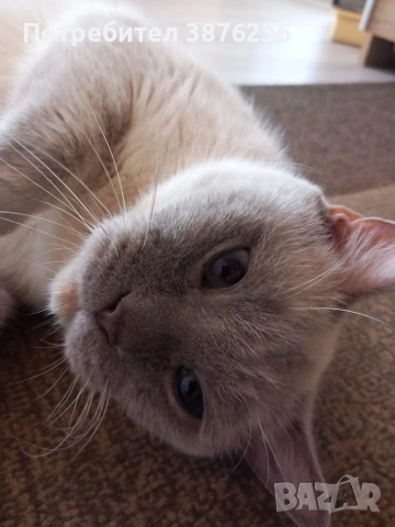 Британска късокосместа , снимка 12 - Британска късокосместа - 53313048