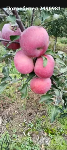 Продавам ябълки градински от Кюстендил , снимка 4 - Домашни продукти - 56213837