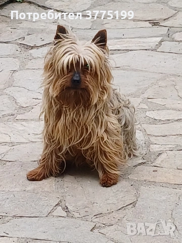 супер йоркита, снимка 4 - Йоркширски териер - 53244442