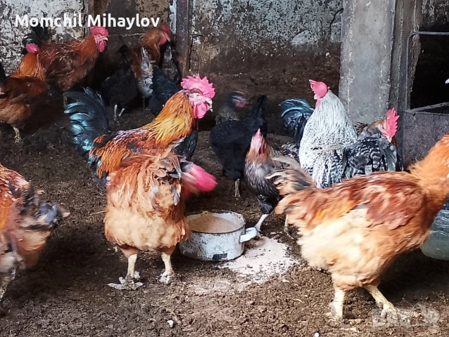 продавам големи петли, снимка 2 - други­ - 54313226