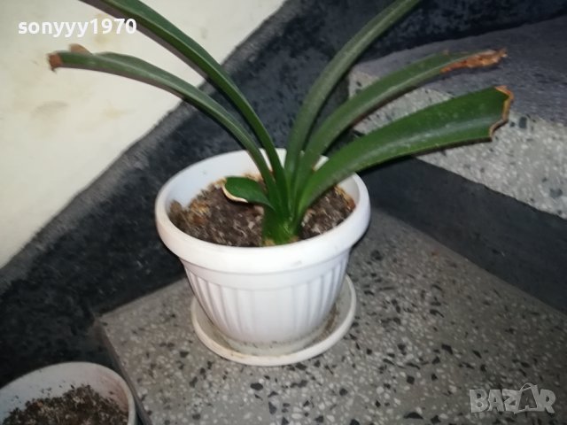 ЦВЕТЕ В САКСИЯ-ПАЛМА 1802240827, снимка 7 - Стайни растения - 44348348