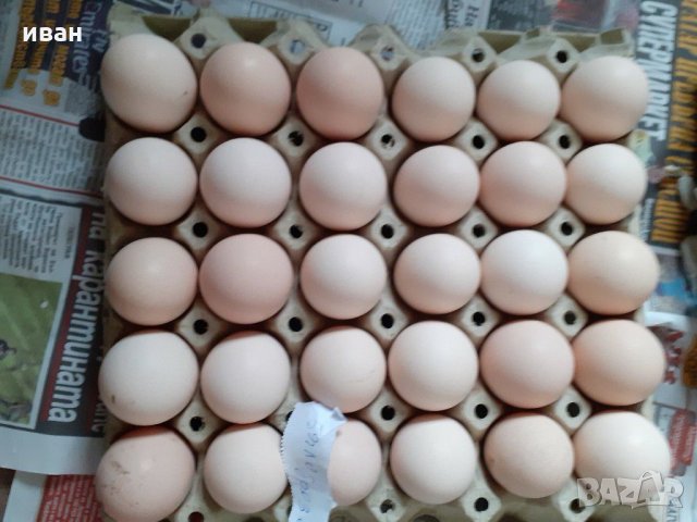 оплодени яйца  от синьо  и бяло брезе, снимка 11 - други­ - 17015852