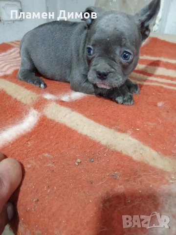 френски булдог 4 момчета и 2 момичета , снимка 9 - Френски булдог - 54026317