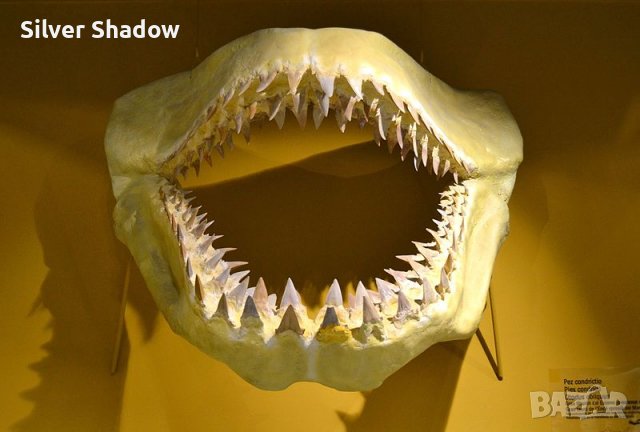 Фосилен зъб на акулата Otodus Obliquus - Плиоцен (5 - 66 Ма), снимка 5 - Колекции - 37432676