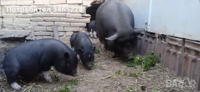 Виетнамски прасенца 