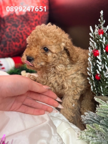 Пудел той момченце , снимка 2 - Пудели - 52853174