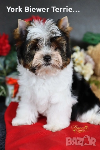 Йоркширски Териер! Красавец с родословие за деца и възрастни! 