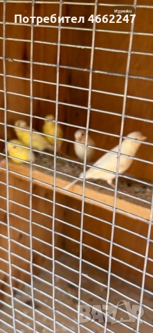 Канарчета Орфей , снимка 3 - Канари - 52693118