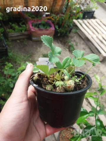 Бяла ягода - ананасова , снимка 12 - Стайни растения - 27205117