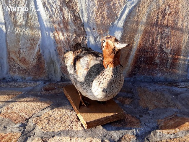 препарирана патица, снимка 6 - Декорация за дома - 30949317