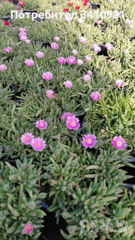 Делосперма 9 цвята