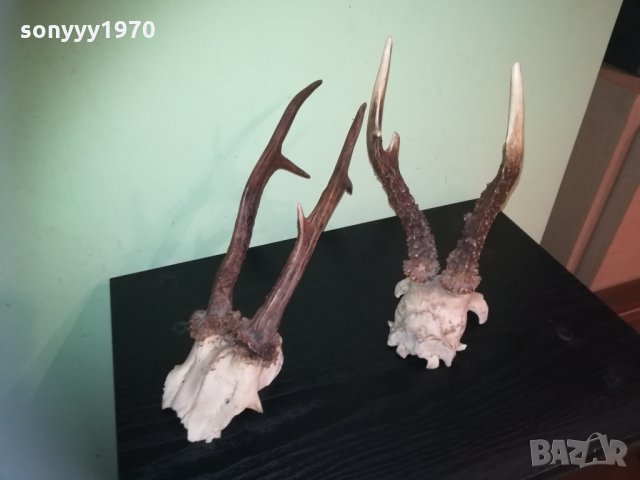 рога-2 чифта-внос швеция 2310201843