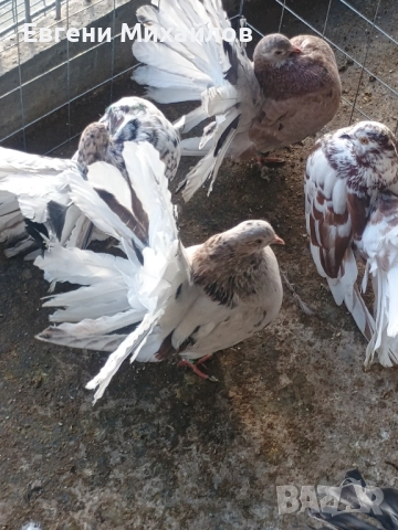 Фенерлии , снимка 13 - Гълъби - 52369192