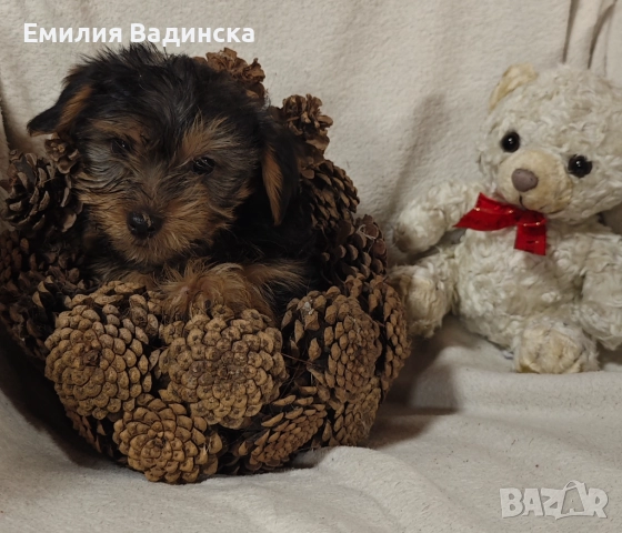 Йоркширски териер стандарт , снимка 1