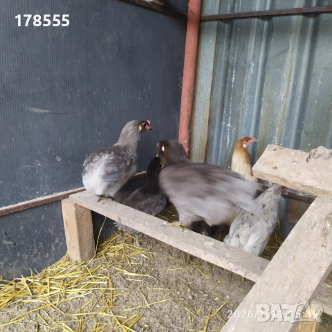 Оплодени яйца от Американска Аракуана!!, снимка 5 - Кокошки и пуйки - 53064001