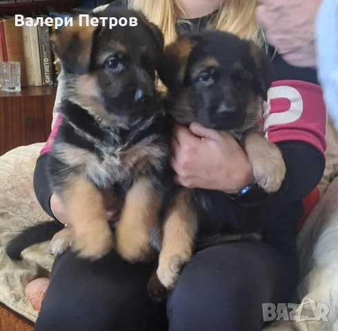 Продавам немски овчарки 