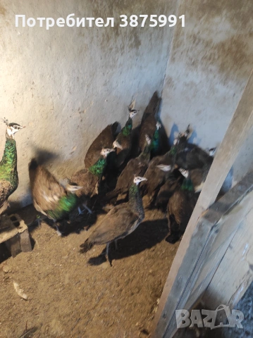 Продавам паунчета, снимка 4 - други­ - 51295851