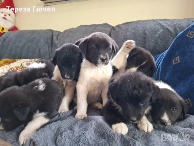 🐶 Каракачански ваксинирани кученца – здрави, обезпаразитени кученца каракачанки (каракачанка)🐾, снимка 4 - Каракачанска овчарка - 50196522