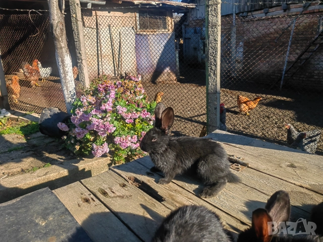 Зайци зайчета заек, снимка 4 - Други - 52739438