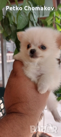 померан, снимка 1
