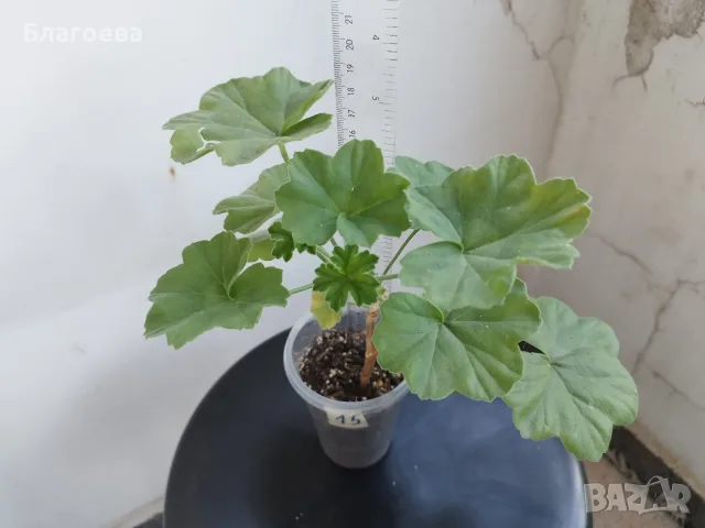 Сортово Мушкато 3 € / бр, снимка 4 - Стайни растения - 44395633